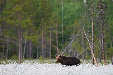 Wall Mural - brown bear (ursus arctos) walks among the cotton grass.