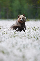 Wall Mural - brown bear (ursus arctos) walks among the cotton grass.