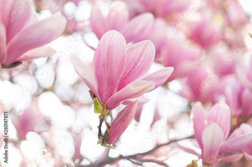 Dekoracja na wymiar  zblizenie-kwiat-magnolii-nieostrosc