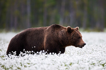 Wall Mural - brown bear (ursus arctos) walks among the cotton grass.