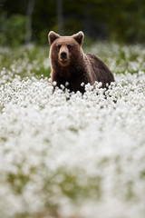 Wall Mural - brown bear (ursus arctos) walks among the cotton grass.