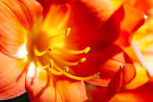 Bright Orange Flower Macro With Pollen On Stamens
