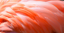 Feather Of Flamingos Or Flamingoes Are A Type Of Wading Bird, The Only Genus In The Family Phoenicopteridae. There Are Four Flamingo Species In The Americas And Two Species In The Old World.