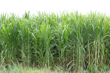 Wall Mural - Tree isolated on white background.Pennisetum purpureum.