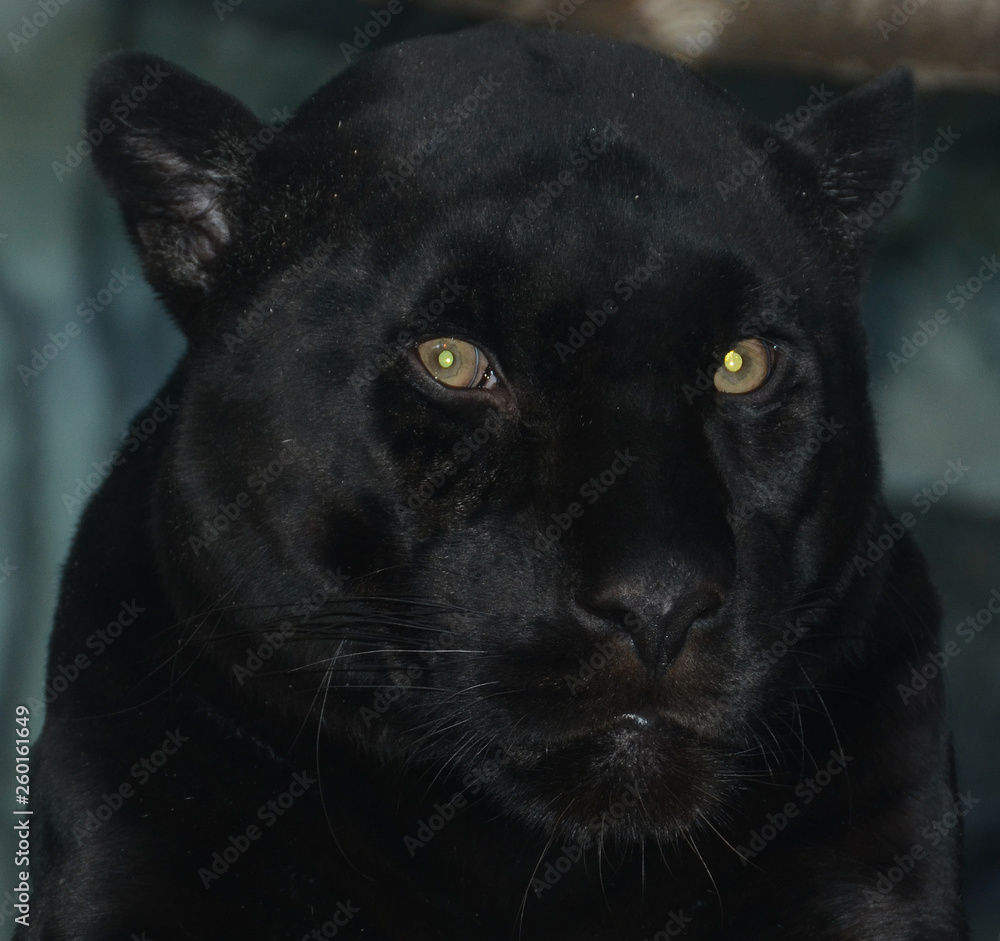 Poster A Melanistic Black Jaguar Is A Color Morph Which Occurs At