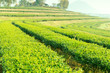 Tea plantation on hillside