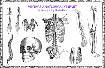 Engraving Set of Vintage Human Anatomy illustrations