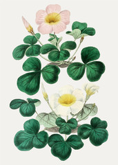 Poster - Oxalis in pink and white