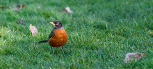 Spring Panorama, American Robin Feeding In A Lush Green Lawn With Some Remaining Fall Leaves
