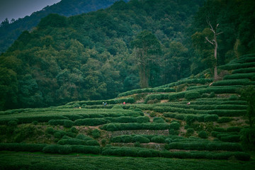 Poster - Meijiawu Tea Garden, Hangzhou, China