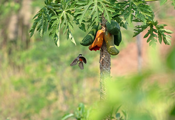 Wall Mural - Sooty-headed bulbul Bird is Flying in the Air near the Ripe Papaya Isolated on Background