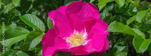 Dog-rose on a green background.