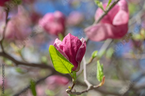 Pink magnolia flower.