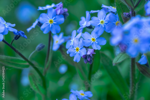 Spring background forget-me-not flowers.