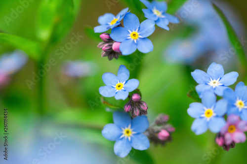 Spring background forget-me-not flowers.