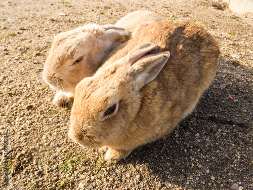うさぎ アドビストックのデザイン かべいろ Com おしゃれ壁紙リフォーム貼り替え インクジェット壁紙のかべいろ Com