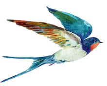 Bird Swallow,watercolor Illustration