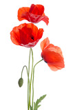 Fototapeta  -  bouquet of red poppies isolated on white background.