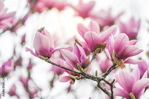 Dekoracja na wymiar  rozowe-kwiaty-magnolii-na-bialym-tle