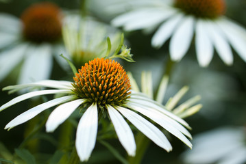 bright unusual echinacea with white petals