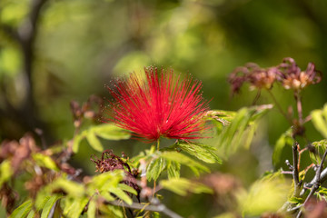 Poster - Callistemon citrinus bottle brush red flower in garden