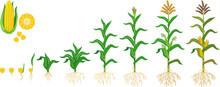 Life Cycle Of Corn (maize) Plant. Growth Stages From Seeding To Flowering And Fruiting Plant Isolated On White Background