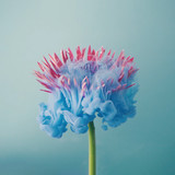 Fototapeta Kwiaty - Pink daisy flower with pastel blue ink