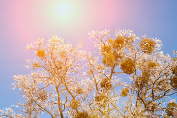 Wall Mural - Sunset on the background of winter nature snow tree