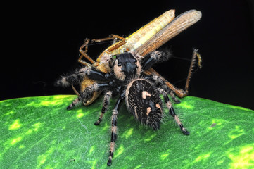 spider is eating grasshopper