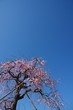© rai - 青空