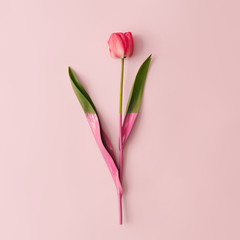 Wall Mural - Creative layout made with spring tulip flower dipped in paint on pastel pink background. Minimal nature composition with copy space.