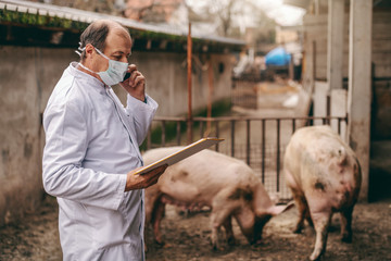 Senior veterinarian in white coat and protective mask on looking at clipboard and using smart phone while standing in cote. In background pigs.