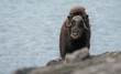 © tobiasbrehm - Musk Ox in Rypefjorden, Scoresby Sund, East Greenland