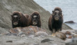 © tobiasbrehm - Musk Oxen in Rypefjorden, Scoresby Sund, East Greenland
