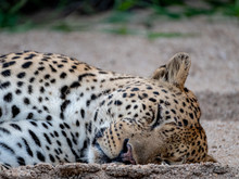 Close Up Of A Mature Male Leopard Sleeping In The Sand At The Sabi Sands Game Reserve, Kruger, Mpumalanga, South Africa.