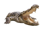 Fototapeta  - A wide open mount crocodile