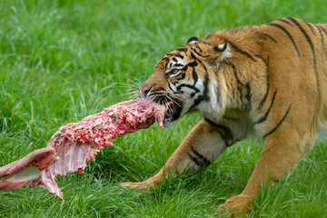 Amur Tiger Eating 