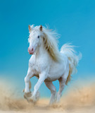 Fototapeta Konie - Beautiful white gypsy horse