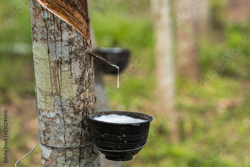 Fotomural Rubber tree with natural rubber drop at plantation