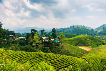 Wall Mural - Scenic tea plantation in Sri Lanka highlands