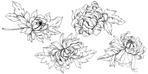 Vector Chrysanthemum floral botanical flowers. Black and white engraved ink art. Isolated flower illustration element.