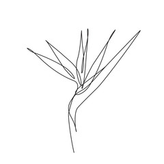 Wall Mural - bird of paradise flower. Editable line. One line drawing