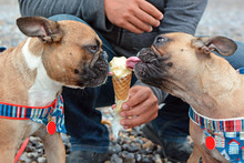 Two Brown French Bulldog Dogs Eating Vanilla Icea Cream In A Cone In Summer