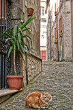 Fototapeta Uliczki - A cat rests peacefully in the alleys of an Italian town