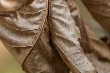 Canvas Print -  brown autumn  oak leaves on twig macro