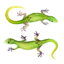 Watercolor Illustration Of Two Green Geckos On White Background Isolated