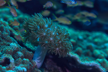 under water ocean / landscape underwater world, scene blue idyll nature