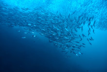 Lot Of Small Fish In The Sea Under Water / Fish Colony, Fishing, Ocean Wildlife Scene