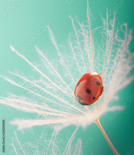 Ladybug and dandelion, macro shot, on blue background. ladybird.