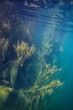 © kichigin19 - lake underwater landscape abstract / blue transparent water, eco nature protection underwater